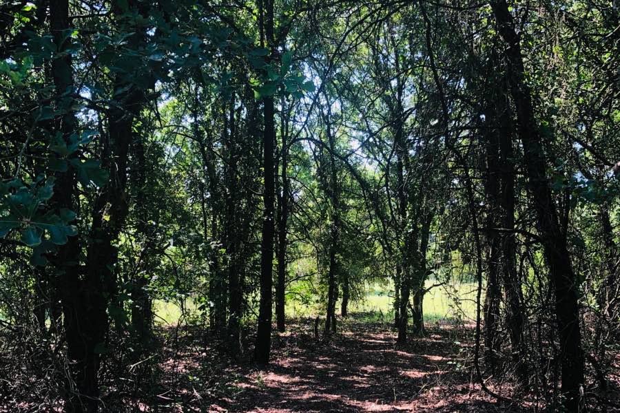 Woodland Acres Ranch - Our Journey Begins - Beautiful oak trees